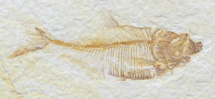 Bargain Diplomystus Fossil Fish - Wyoming #44210